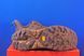 Кросівки Hoka Anacapa 2 Low GTX 1141632F RYBR 1141632F RYBR фото 5