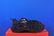 Кросівки Salomon XT-6 Expanse Black Papaya 774457 774457 фото 5